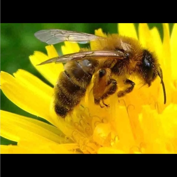 Organic Dandelion Whisps Seeds - Picture 2 of 3